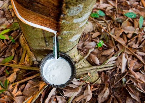 Webinário esclarece Edital para a iniciativa Restaura Amazônia